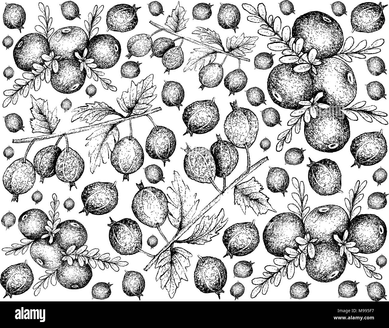 Berry Fruits, Illustration Wallpaper Background of Hand Drawn Sketch Fresh Black Velvet Gooseberry or Ribes Oxyacanthoides and Black Crowberry or Empe Stock Vector