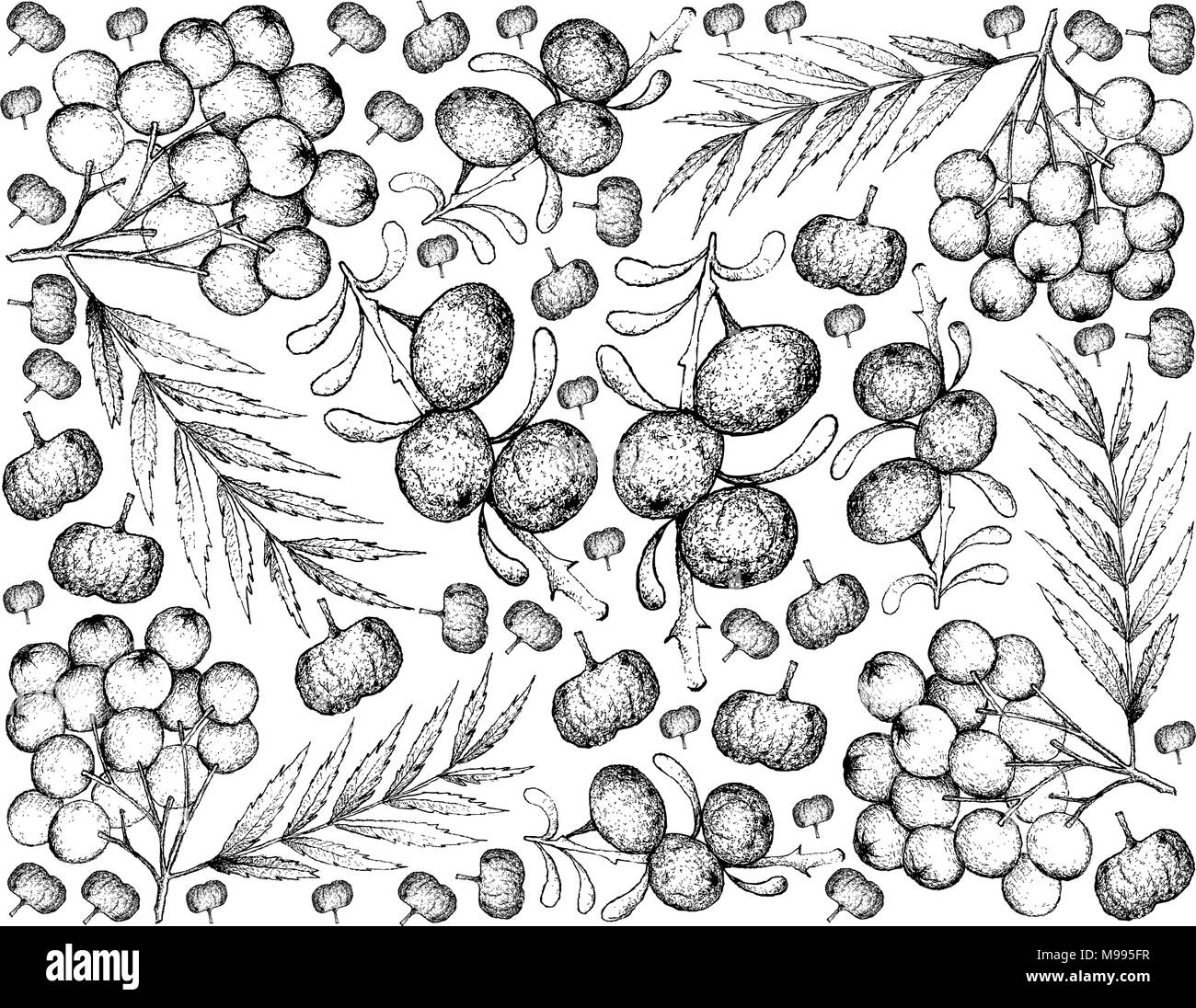 Berry Fruit, Illustration Wallpaper Background of Hand Drawn Sketch of Black Goji or Lycium Ruthenicum Fruits. Stock Vector