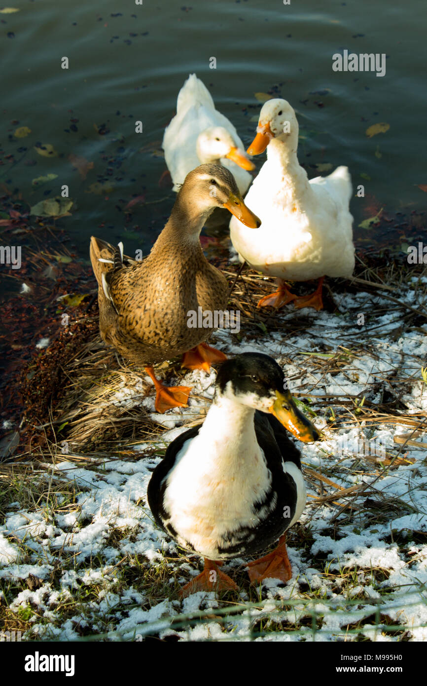 Lonely ducks hires stock photography and images Alamy