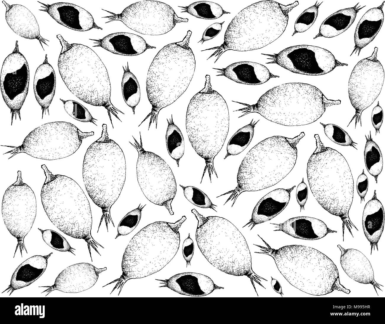 Berry Fruits, Illustration Wallpaper Background of Hand Drawn Sketch Delicious Fresh Blackberry Jam Fruit or Rosenbergiodendron Formosum. Stock Vector