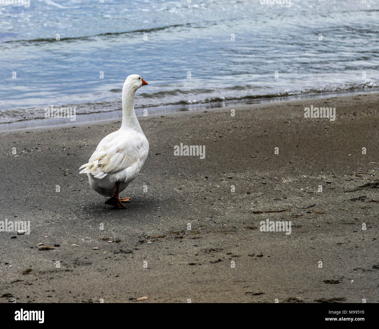 Domestic white duck walking on the wet sand on the beach in Greece