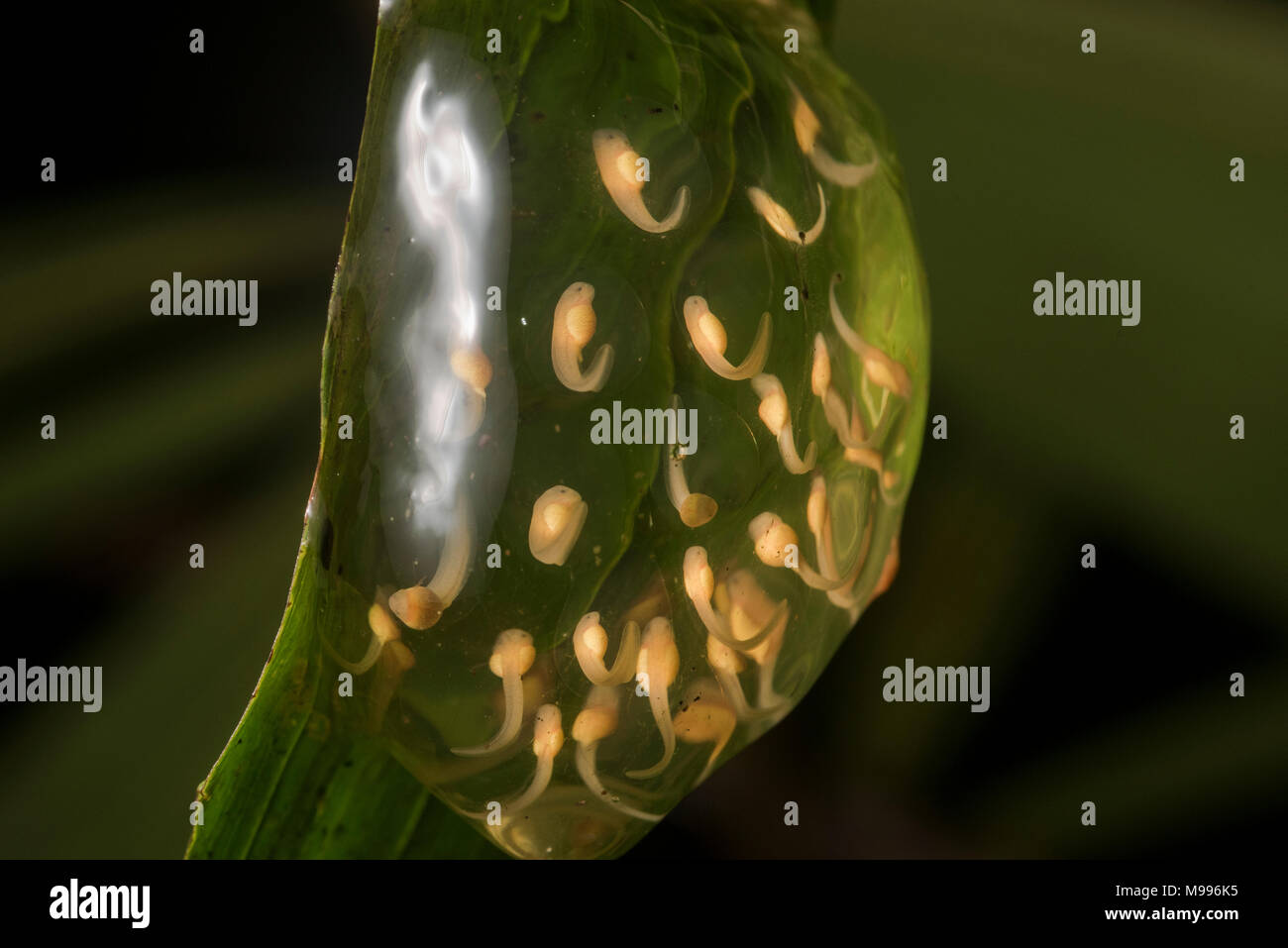 Overhanging a stream in Peru it is possible to find frogs' egg masses with tadpoles developing.  This egg mass belongs to a glassfrog (Centrolenidae). Stock Photo