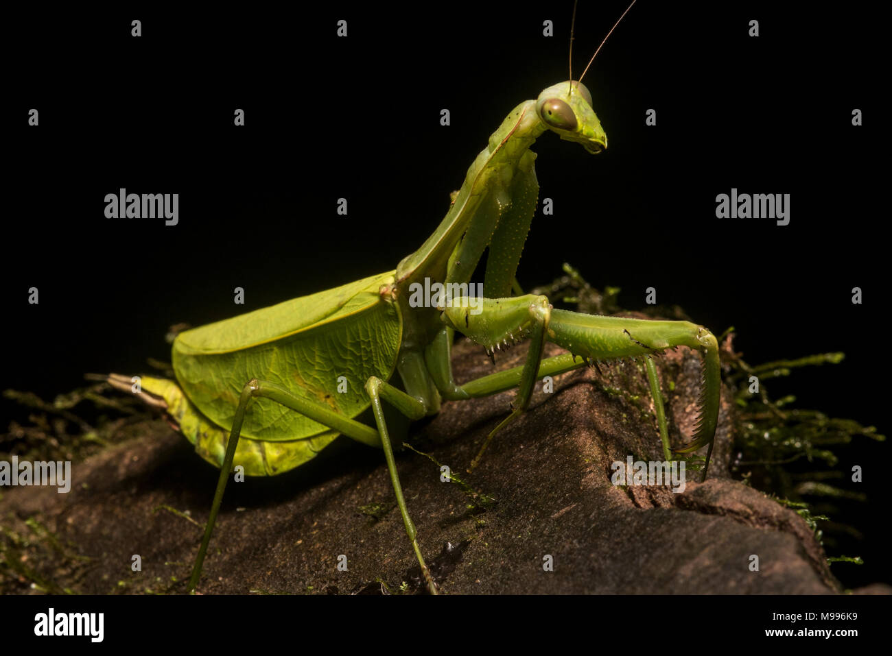 A huge female leaf mantis, a Pseudoxyops species, from Peru.  Normally it is well concealed among the leaves but it has crawled out on a rock. Stock Photo