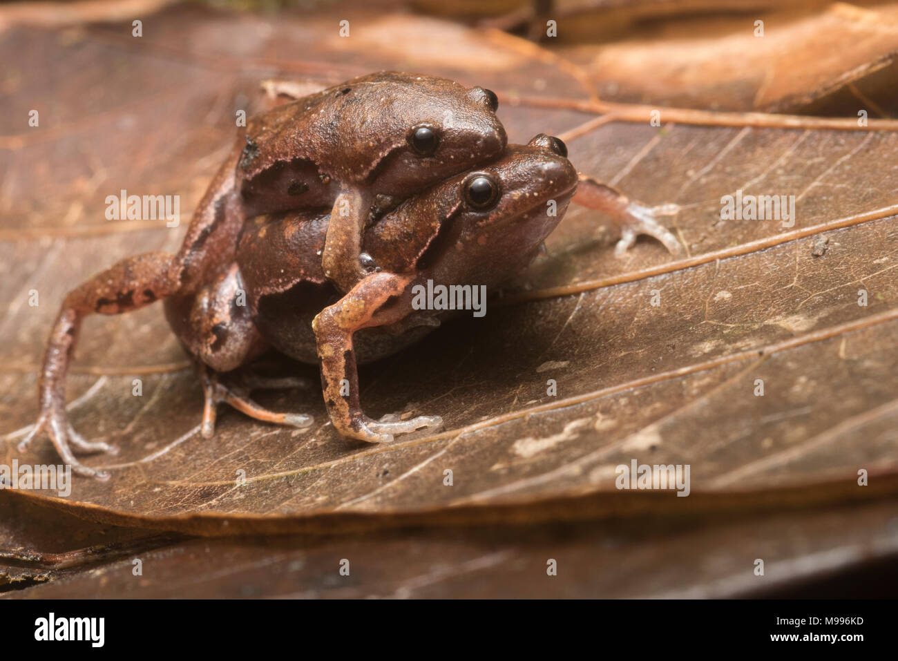 A pair of bolivian bleating frogs (Hamptophryne boliviana) from Peru, these small microhylids can be found breeding after heavy rains. Stock Photo