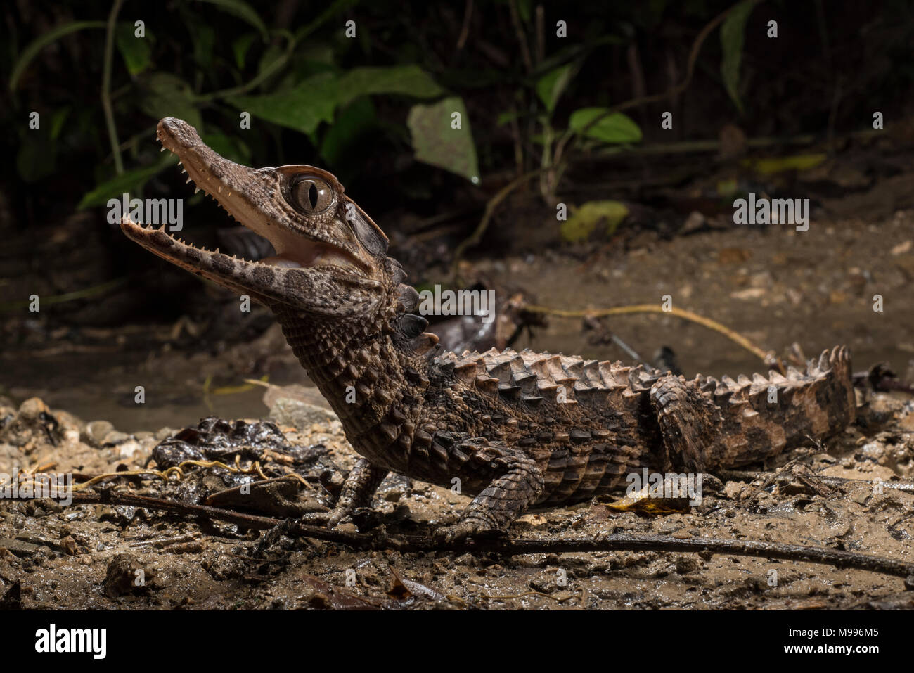 A smooth fronted caiman (Paleosuchus trigonatus), a species from the Amazon, does his best to appear scary and intimidating. Stock Photo