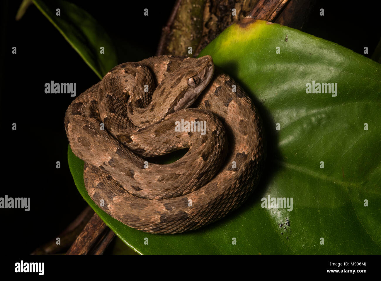 The common lancehead (Bothrops atrox) is the most dangerous snake in South America. It is common and has potent venom and encounters are frequent. Stock Photo