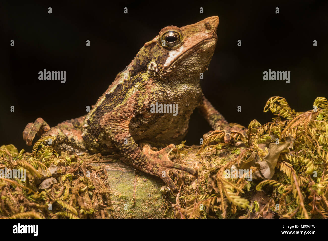 A brand new species, just scientifically described.  This is a semiarboreal toad (Rhinella lilyrodriguezae) only known from a small portion of Peru. Stock Photo