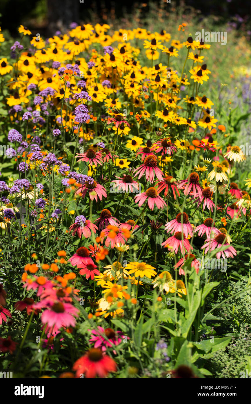 A garden of colorful summer flowers, including cone flowers and black
