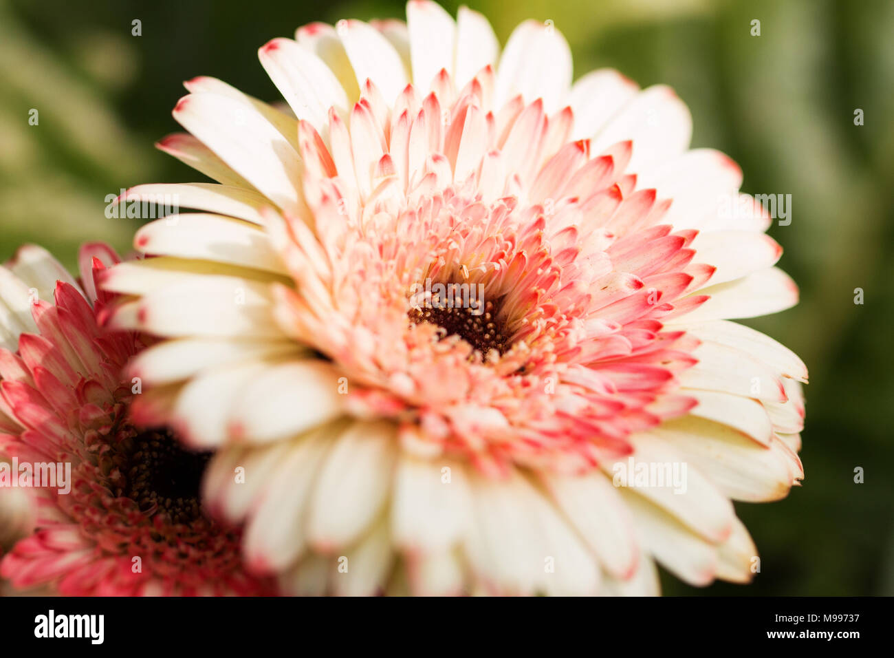 A pale peach Gerbera daisy, in the Asteraceae family, with darker pink accents in the center. Stock Photo