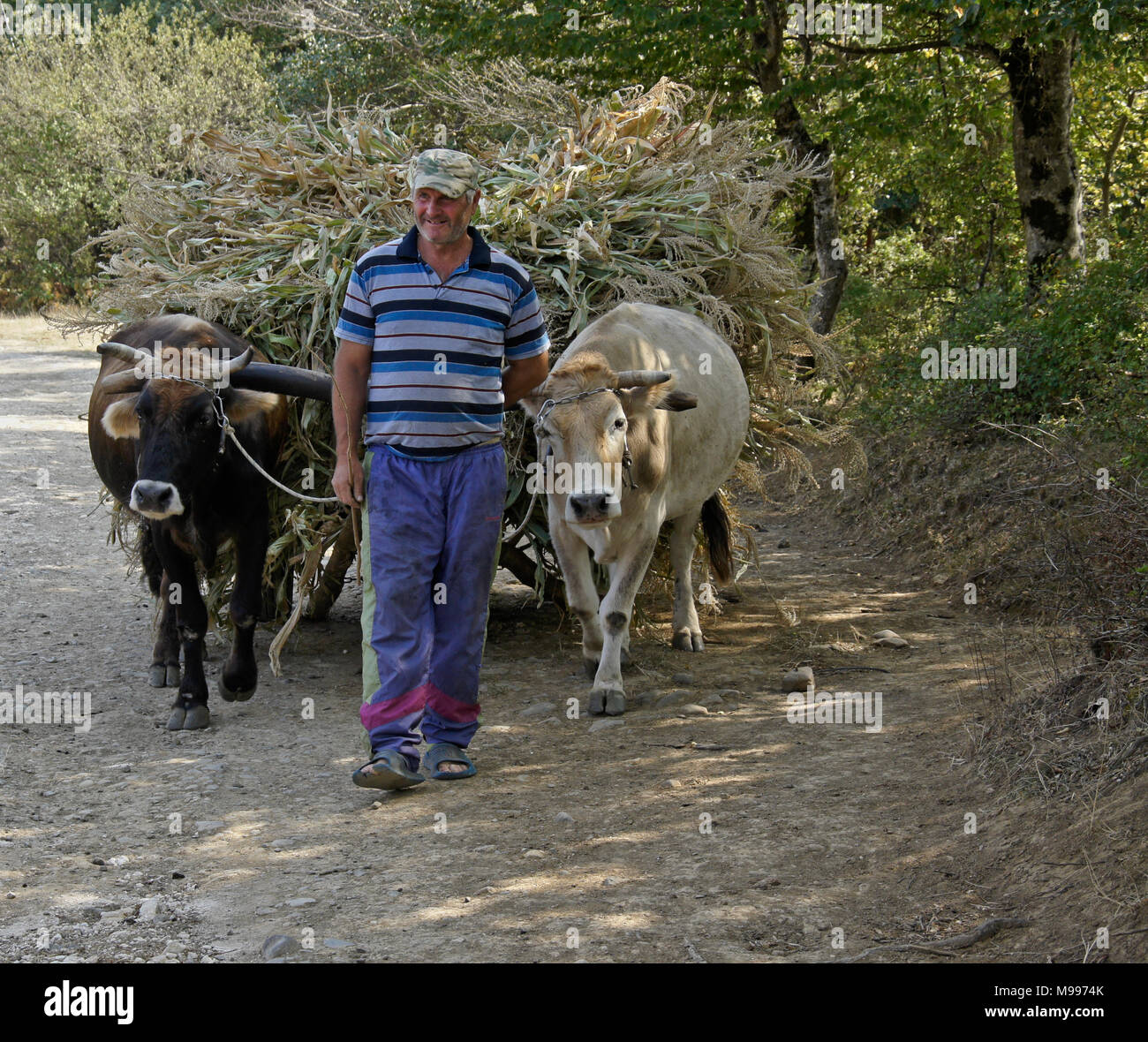 A farmer leads two oxen, pulling a wagon loaded with harvested corn, along a dirt road in a rural area of the Caucasus, Georgia Stock Photo