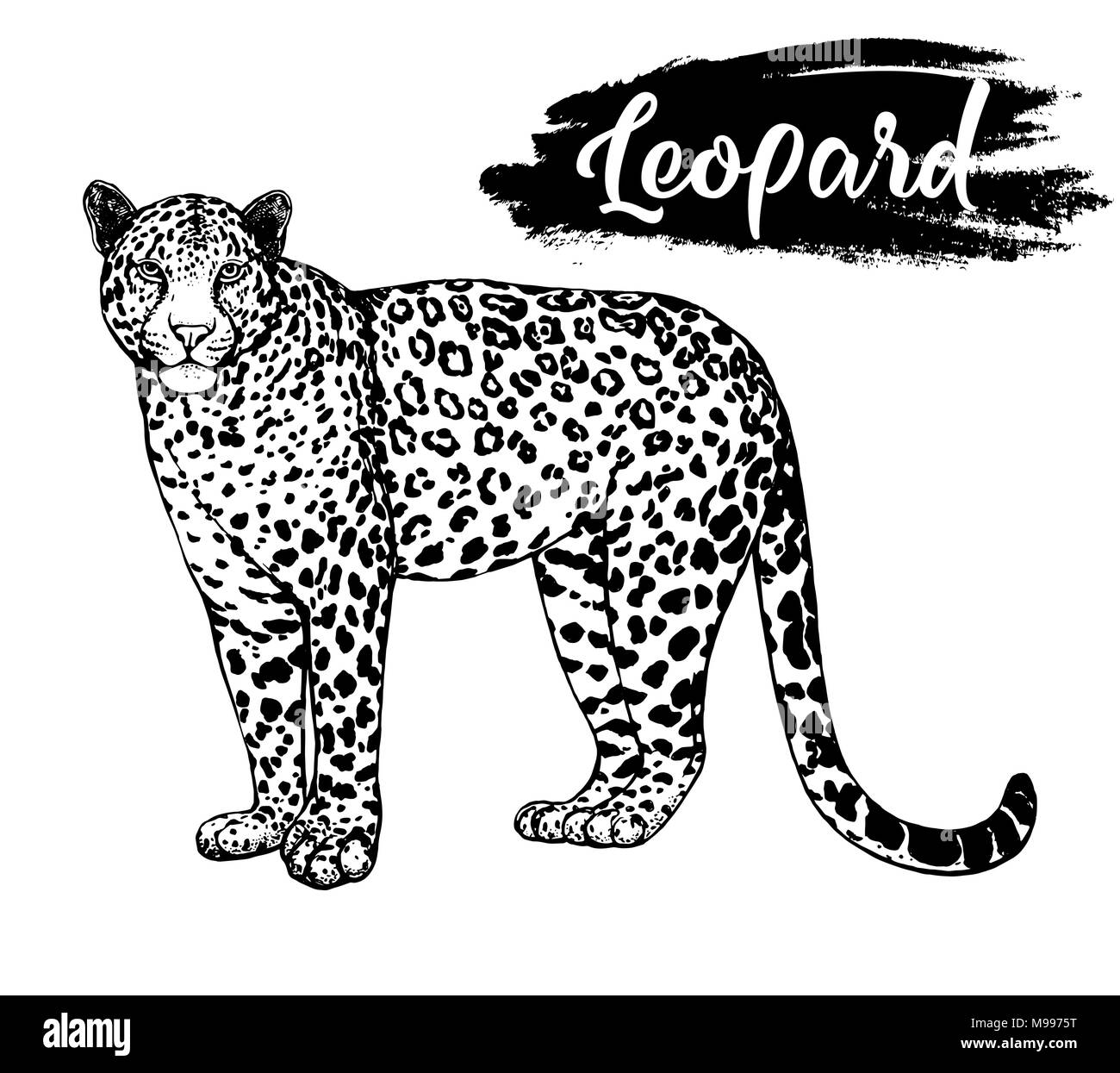Hand drawn sketch style leopard isolated on white background. Vector ...