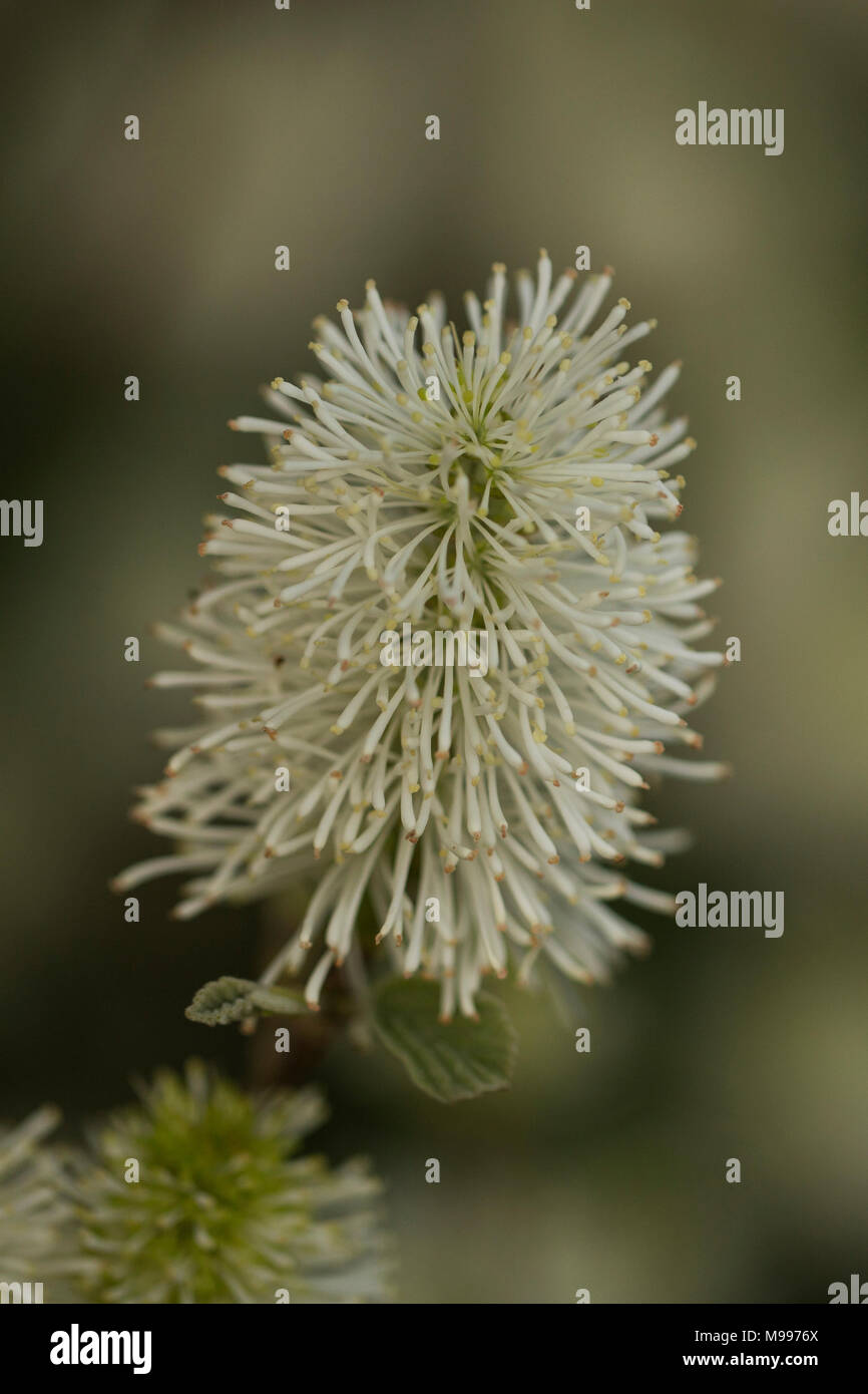 White bottlebrush (Elymus hystrix) growing in the spring. Stock Photo