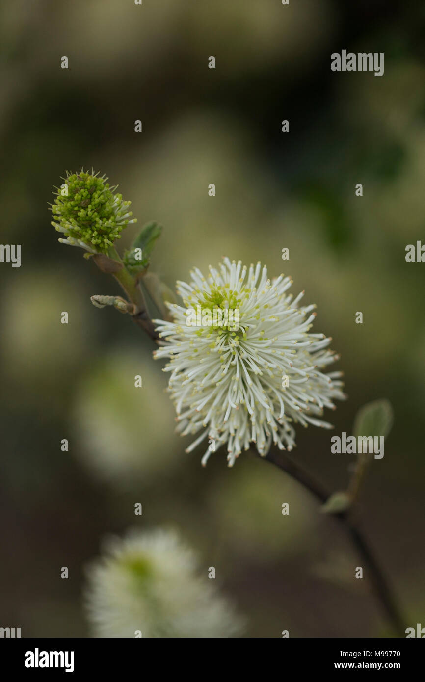 White bottlebrush (Elymus hystrix) growing in the spring. Stock Photo