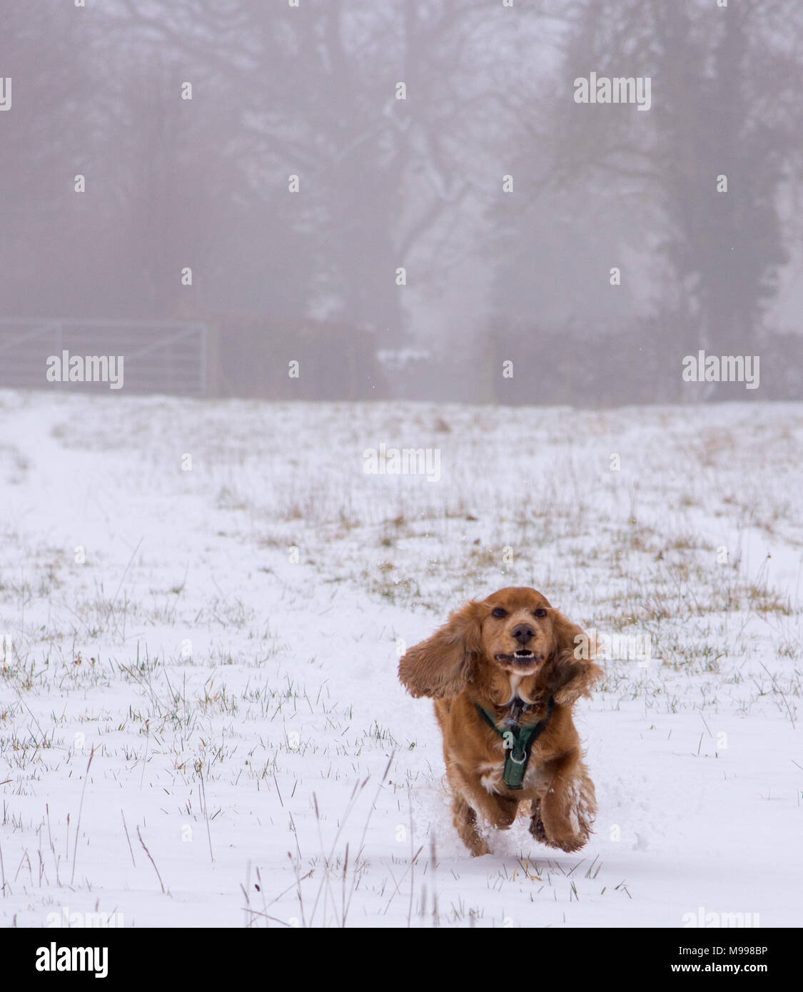Sprocker running through snow Stock Photo