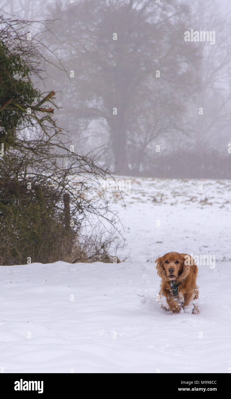 Sprocker running through snow Stock Photo