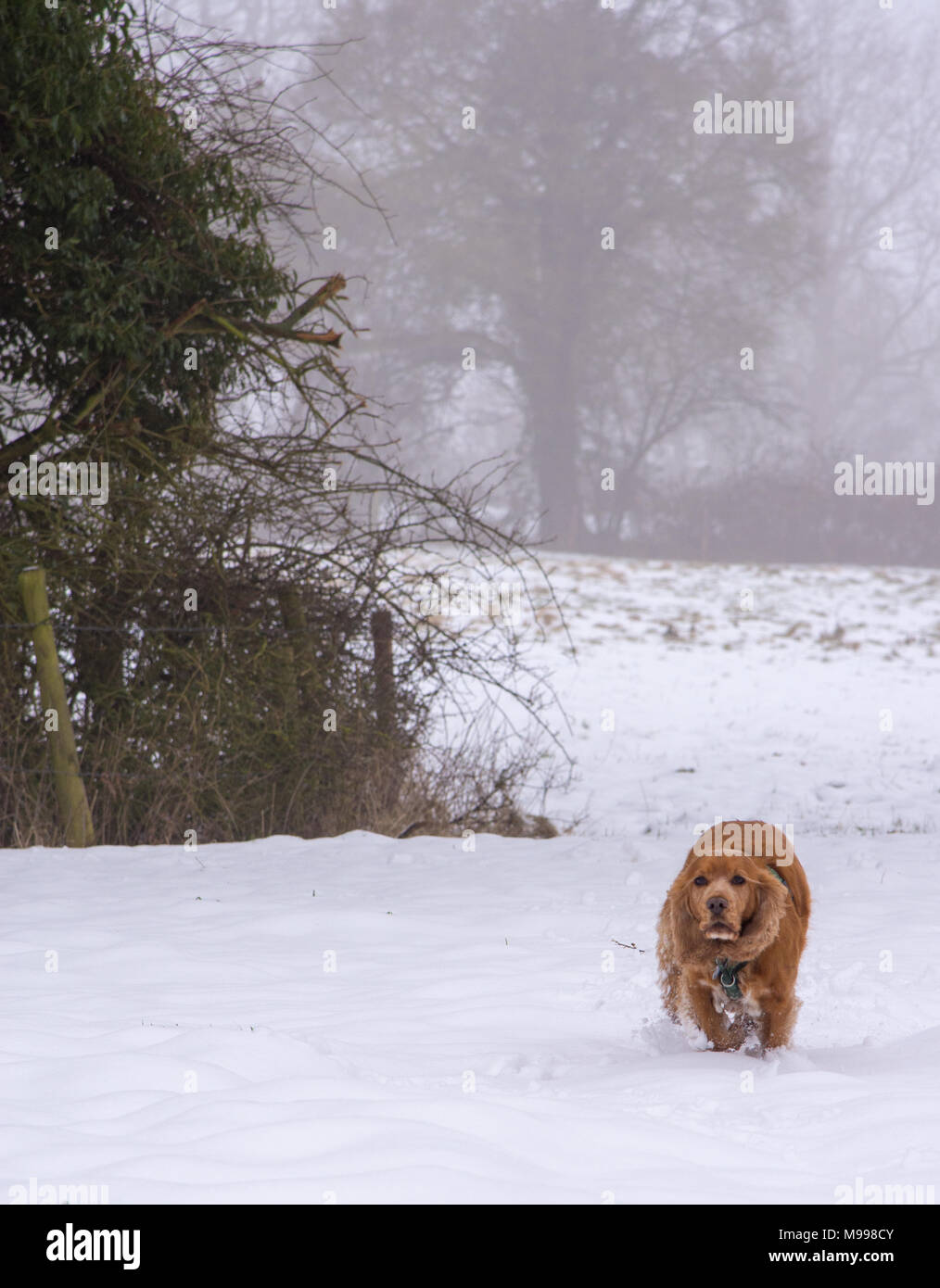 Sprocker running through snow Stock Photo