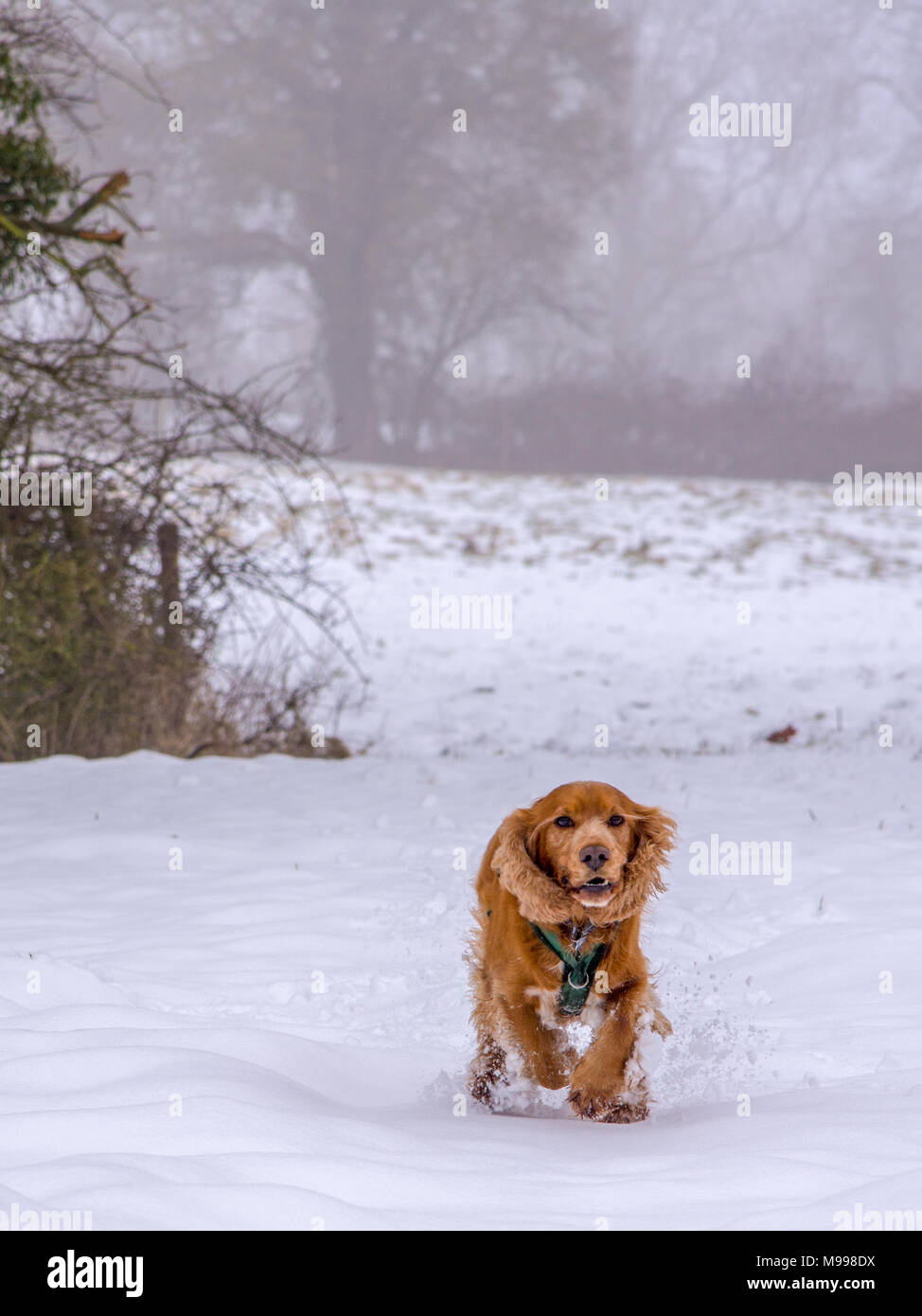 Sprocker running through snow Stock Photo