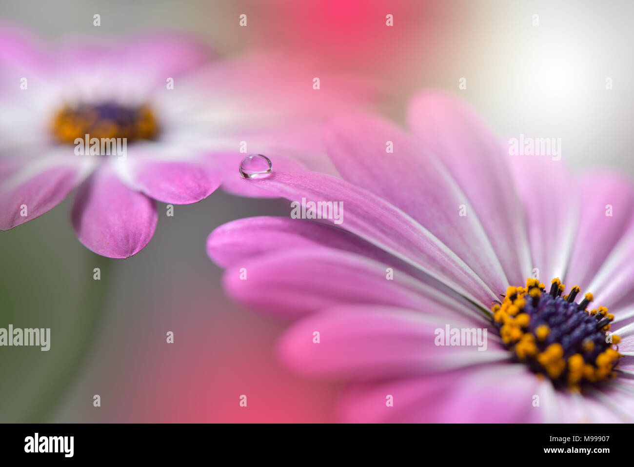 Gentle romantic artistic image. Soft pastel background blur .Reflection of the flower in the dew drop.Shallow depth of field.Modern art.Close up.Flora Stock Photo
