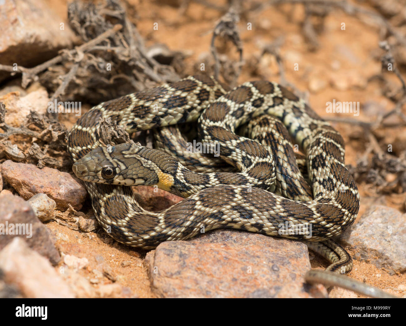Horseshoe Whip snake (Hemorrhois hippocrepis) in the desert of Morocco North Africa. Stock Photo