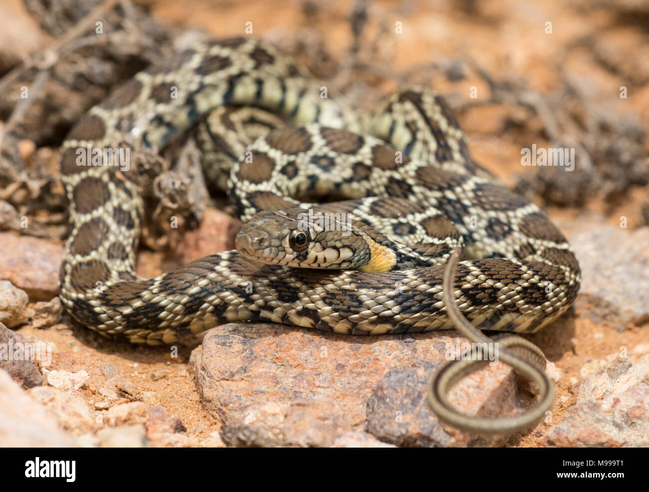 Horseshoe Whip snake (Hemorrhois hippocrepis) in the desert of Morocco