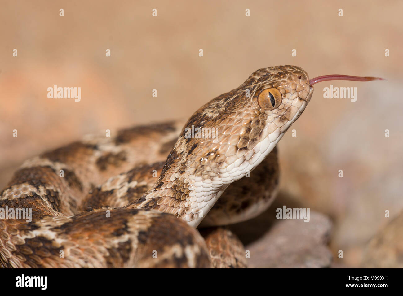 White Bellied Carpet Viper or North African Saw-Scaled Viper, (Echis leucogaster) in the desert of Morocco North Africa. Stock Photo
