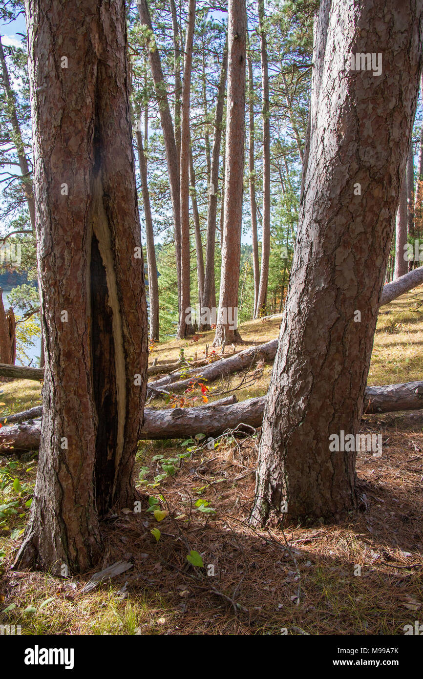 Burn scars on a red pine tree in Preacher's Grove, Itasca State Park
