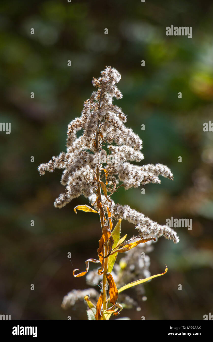 A goldenrod plant in late fall Stock Photo Alamy