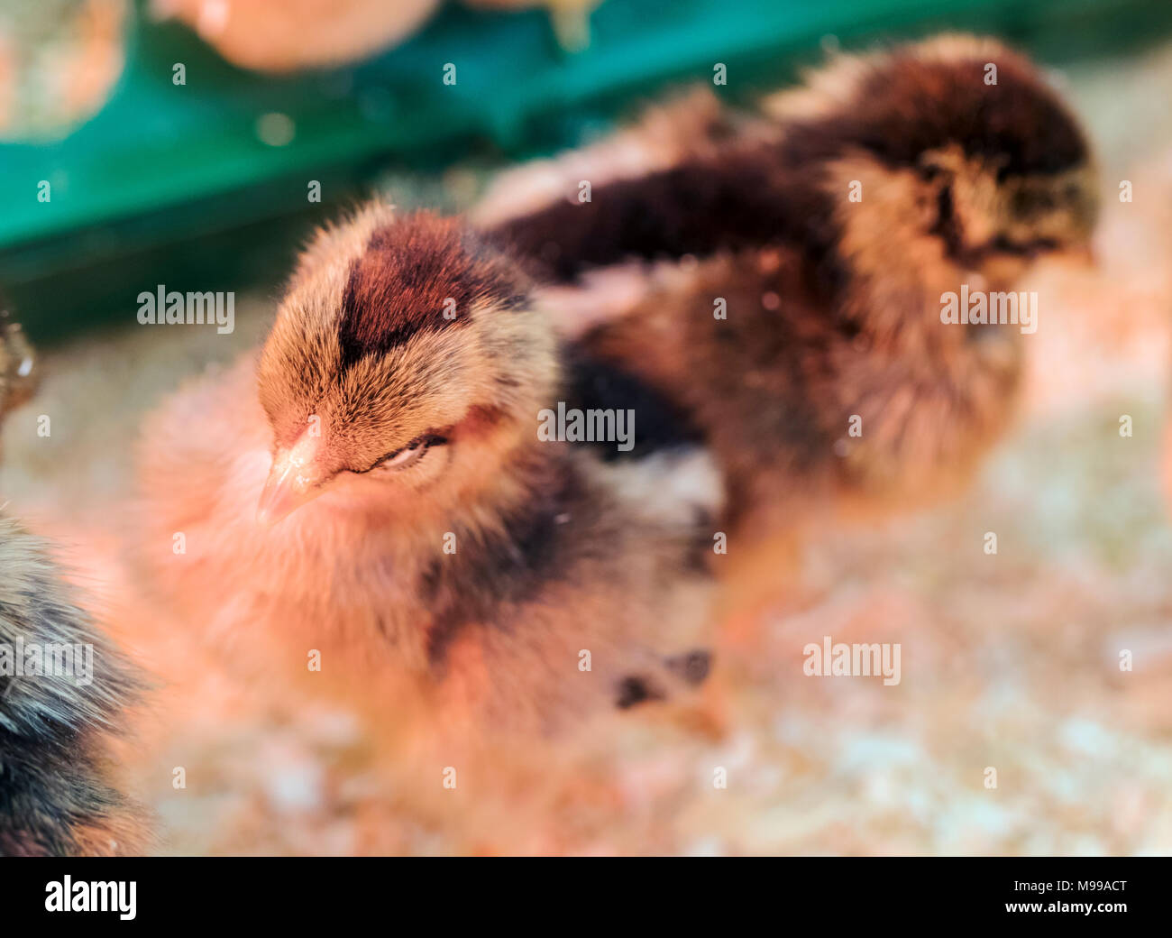 Rose Comb Brown Leghorns baby chicks for sale at ranch & farm supply ...