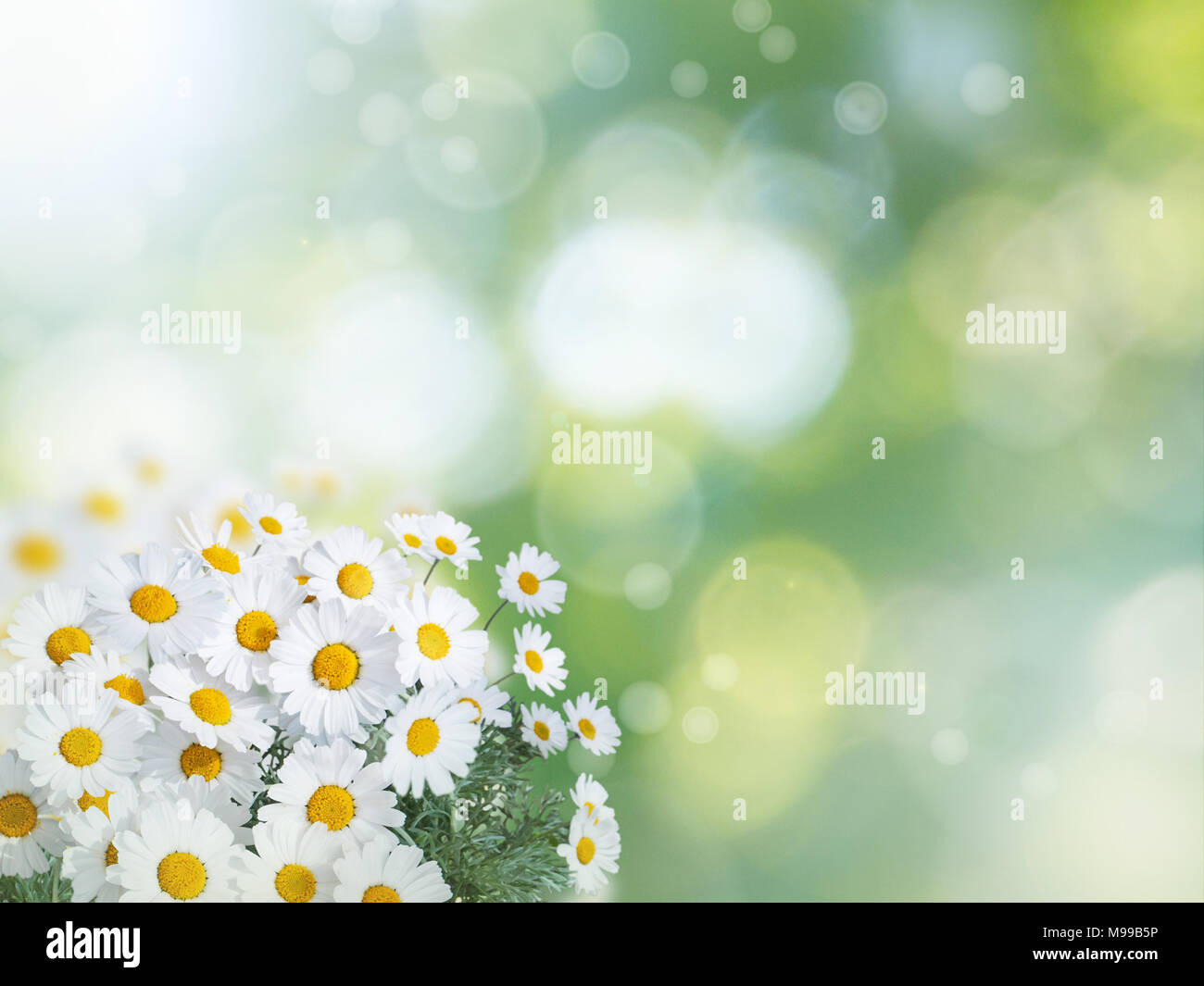Daisy white yellow flowers on the summer blurred garden background Stock Photo