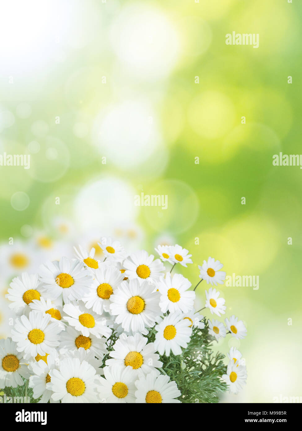 Daisy white yellow flowers on the summer blurred garden vertical background Stock Photo