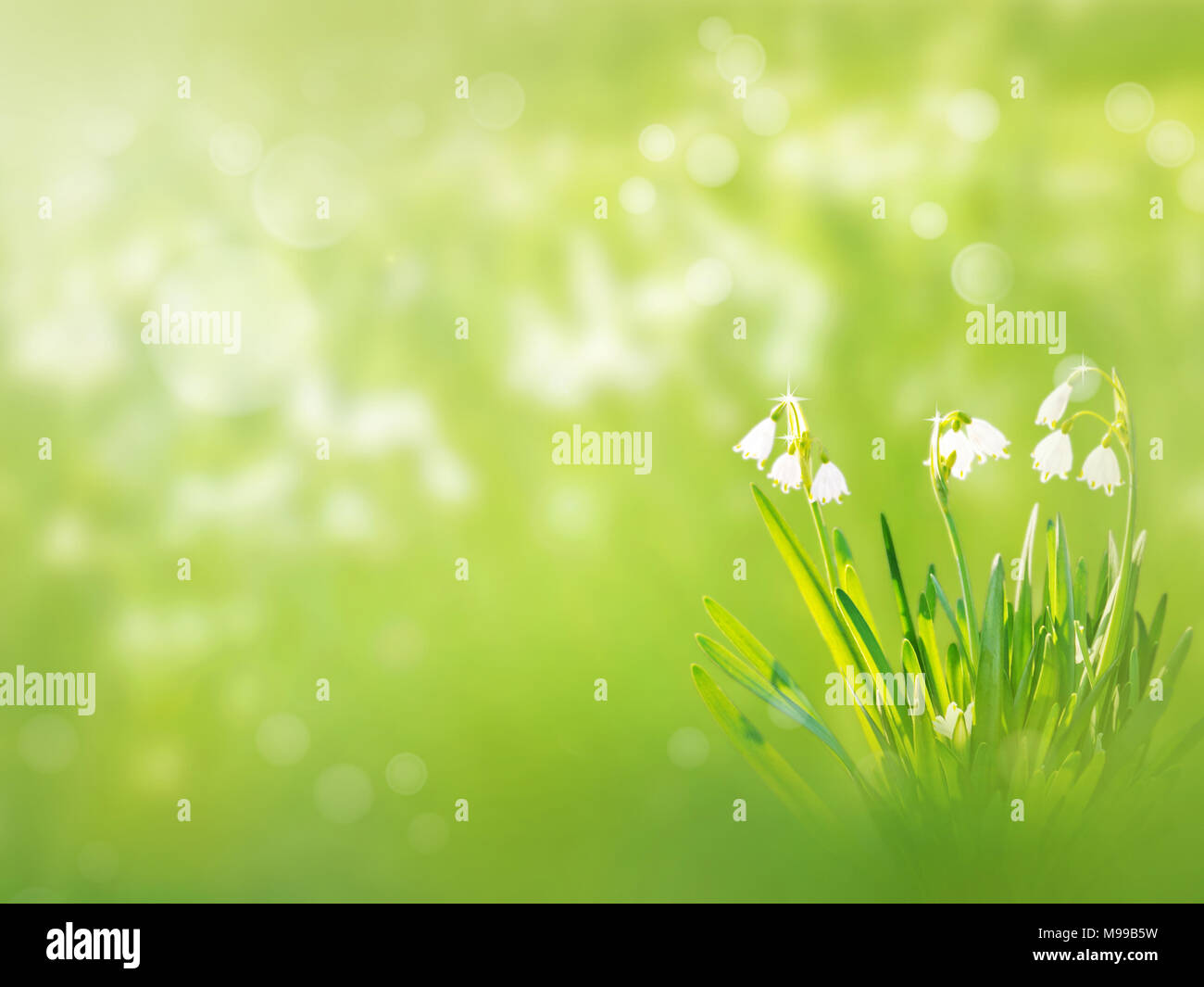 Snowdrop or galanthus flowers on the spring blurred garden background Stock Photo