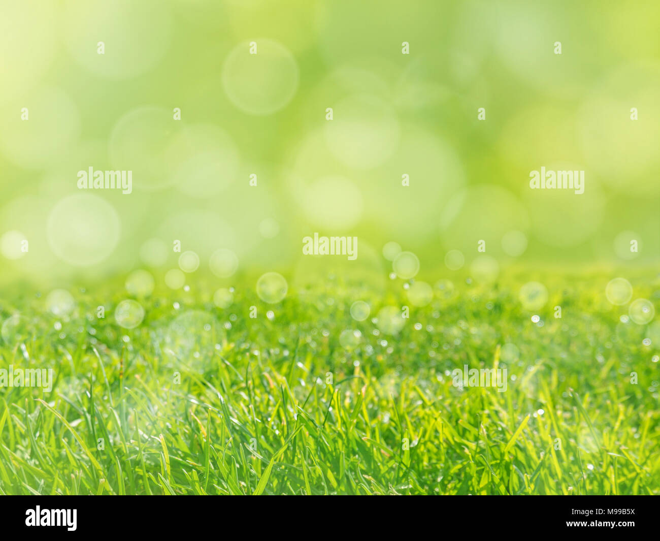 Fresh green grass lawn on the spring blurred background Stock Photo