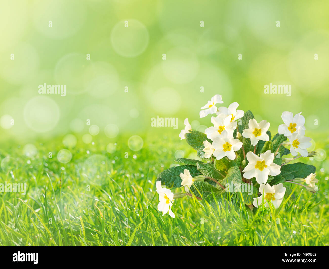 Primrose or primula vulgaris pale yellow flowers on the spring blurred grass lawn background Stock Photo