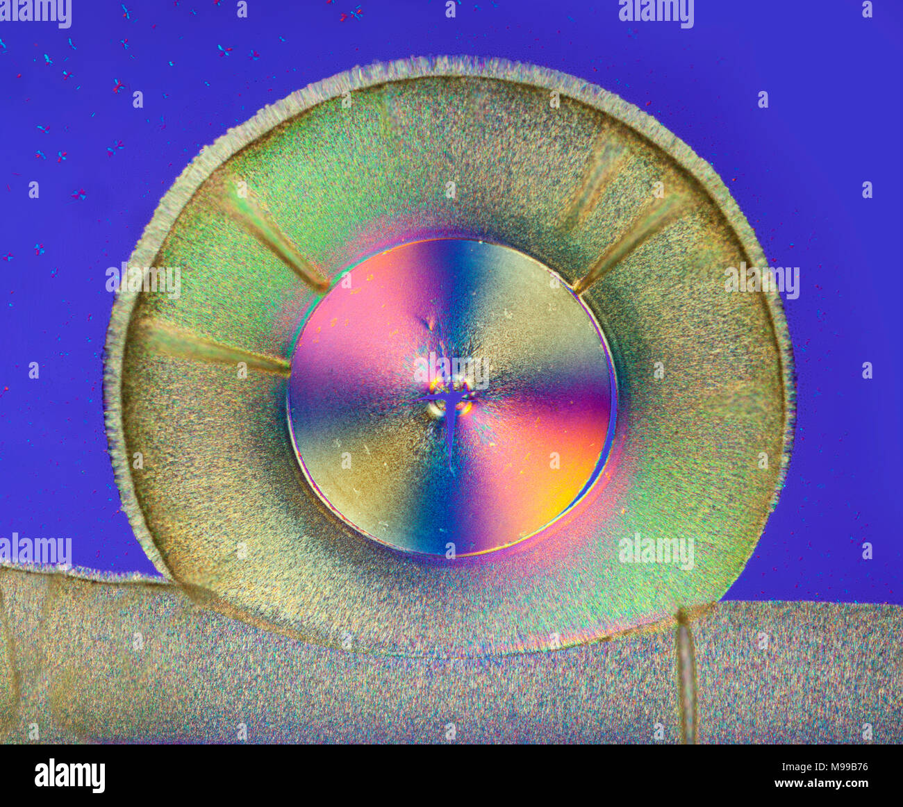 Brightfield cross polarized photomicrograph, vitamin C, ascorbic acid Stock Photo