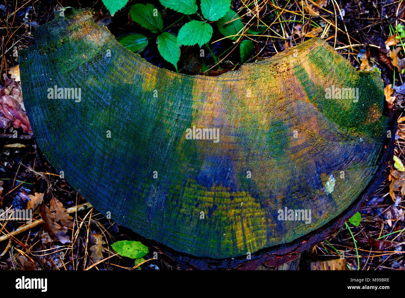 Warm Autumn Colours & Mushrooms Stock Photo