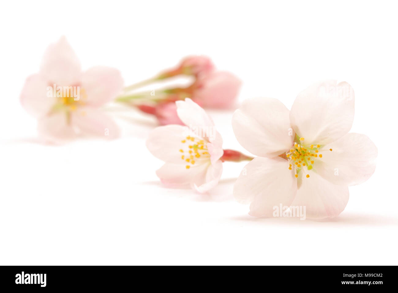 Japanese cherry blossom isolated on white background Stock Photo - Alamy