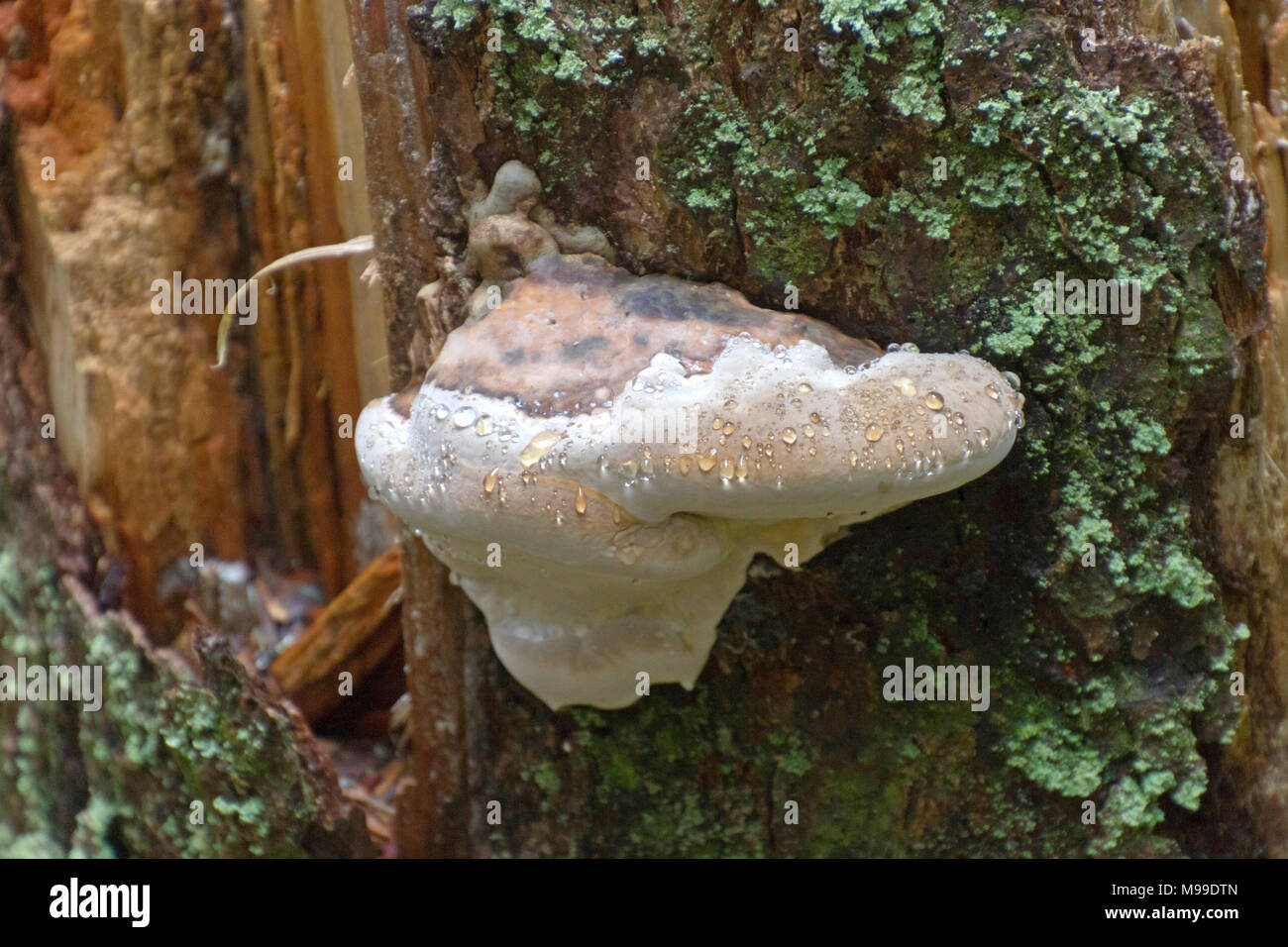 Close up of a large, pale, wet shelf fungus amid green lichen growing on an old rotting tree trunk in a western North Carolina forest Stock Photo