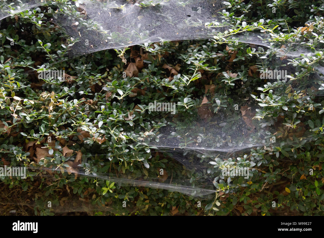 Close up of an evergreen hedge covered in white, stretched spiderwebs as autumn approaches Stock Photo