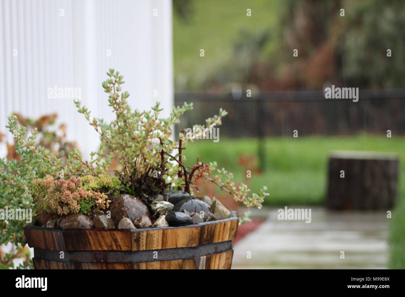 Plants and pebbles on a barrel pot outside in a rainy winter day Stock
