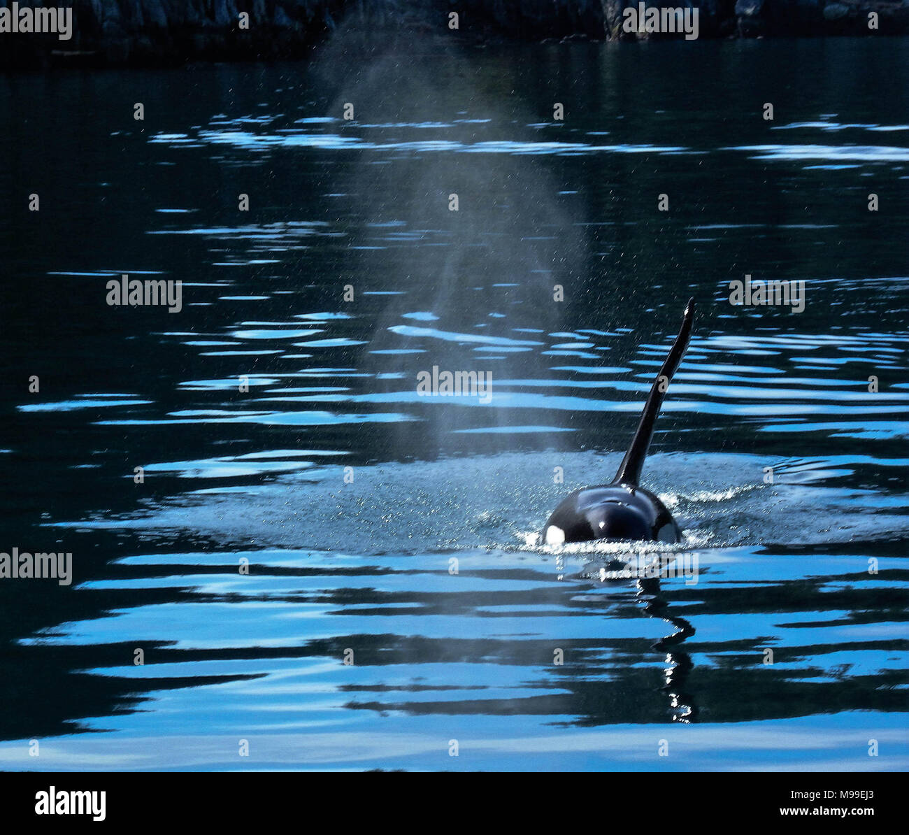 Orca in the Prince William Sound, Alaska Stock Photo