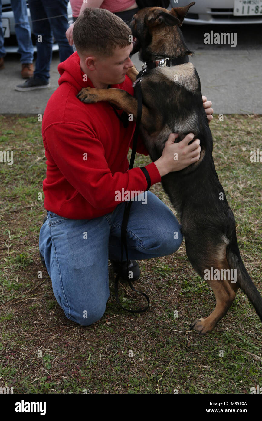 Are German Shepherds Allowed In Japan