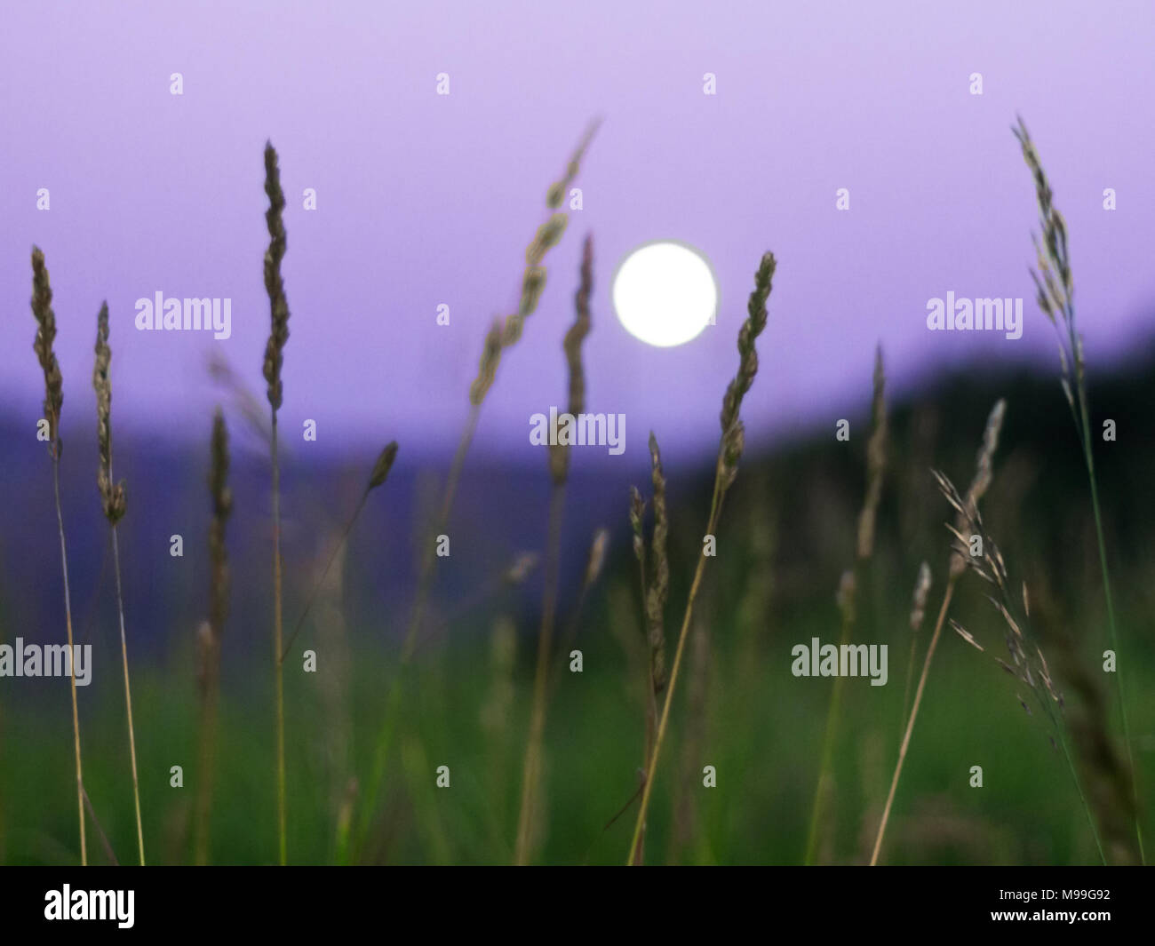 Tall grass and full moon hi-res stock photography and images - Alamy