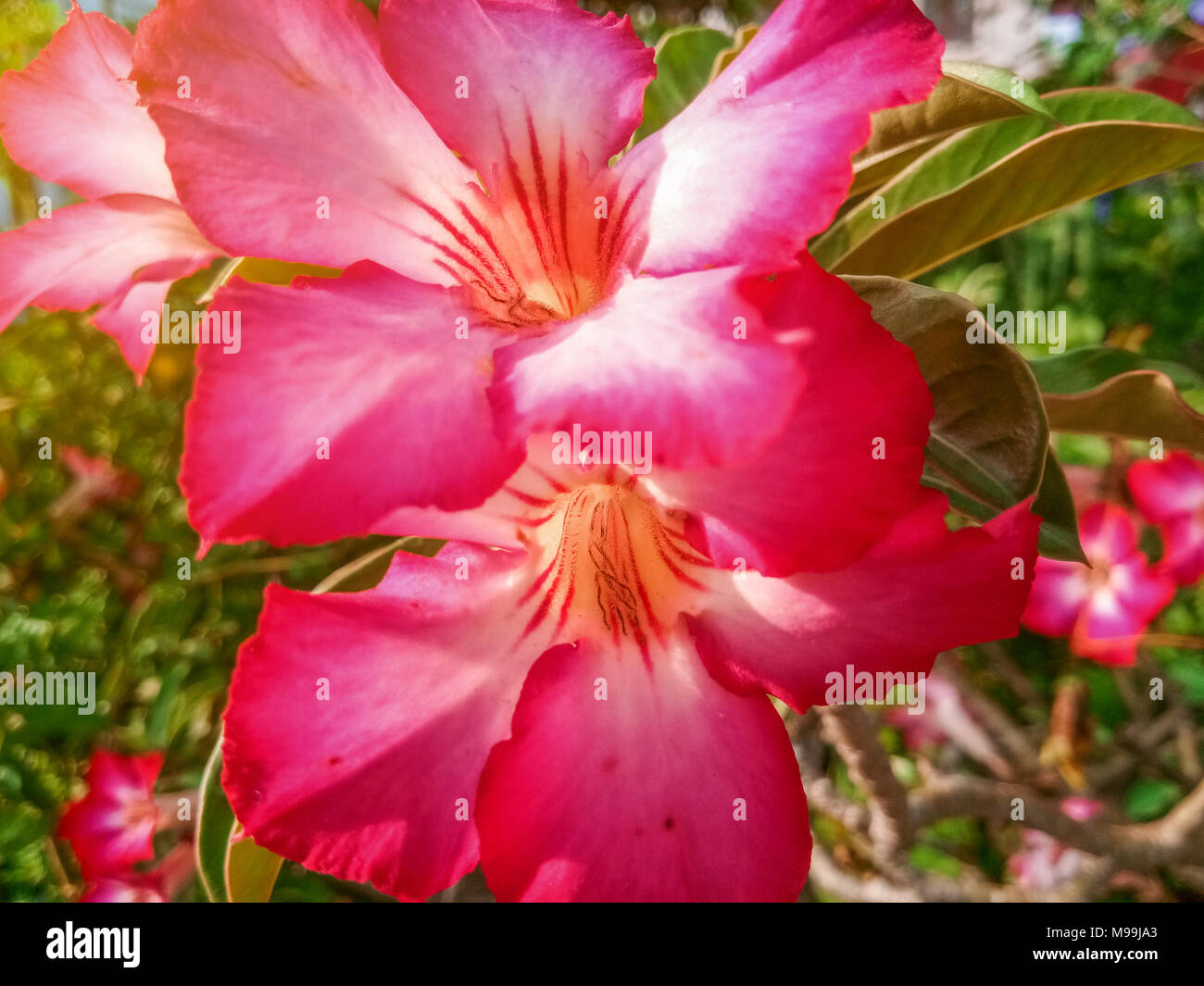 Pretty adenium flowers hi-res stock photography and images - Alamy