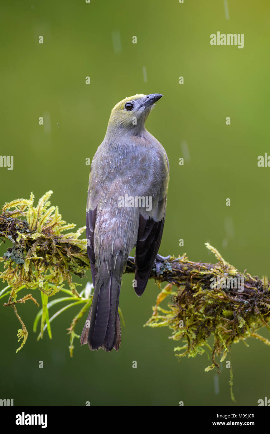 Palm Tanager - Thraupis palmarum, beautiful gray tanger from Costa Rica forest. Stock Photo