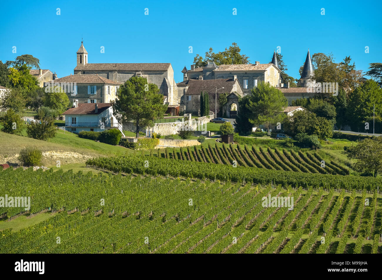 SaintEmilionVineyard landscapeVineyard south west of France Stock