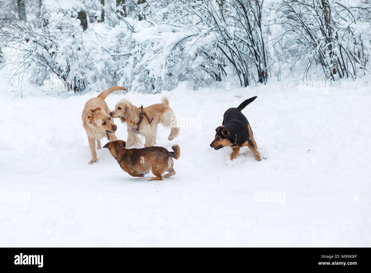 Dogs Playing In Snow Winter Dog Walk In The Park Stock Photo Alamy