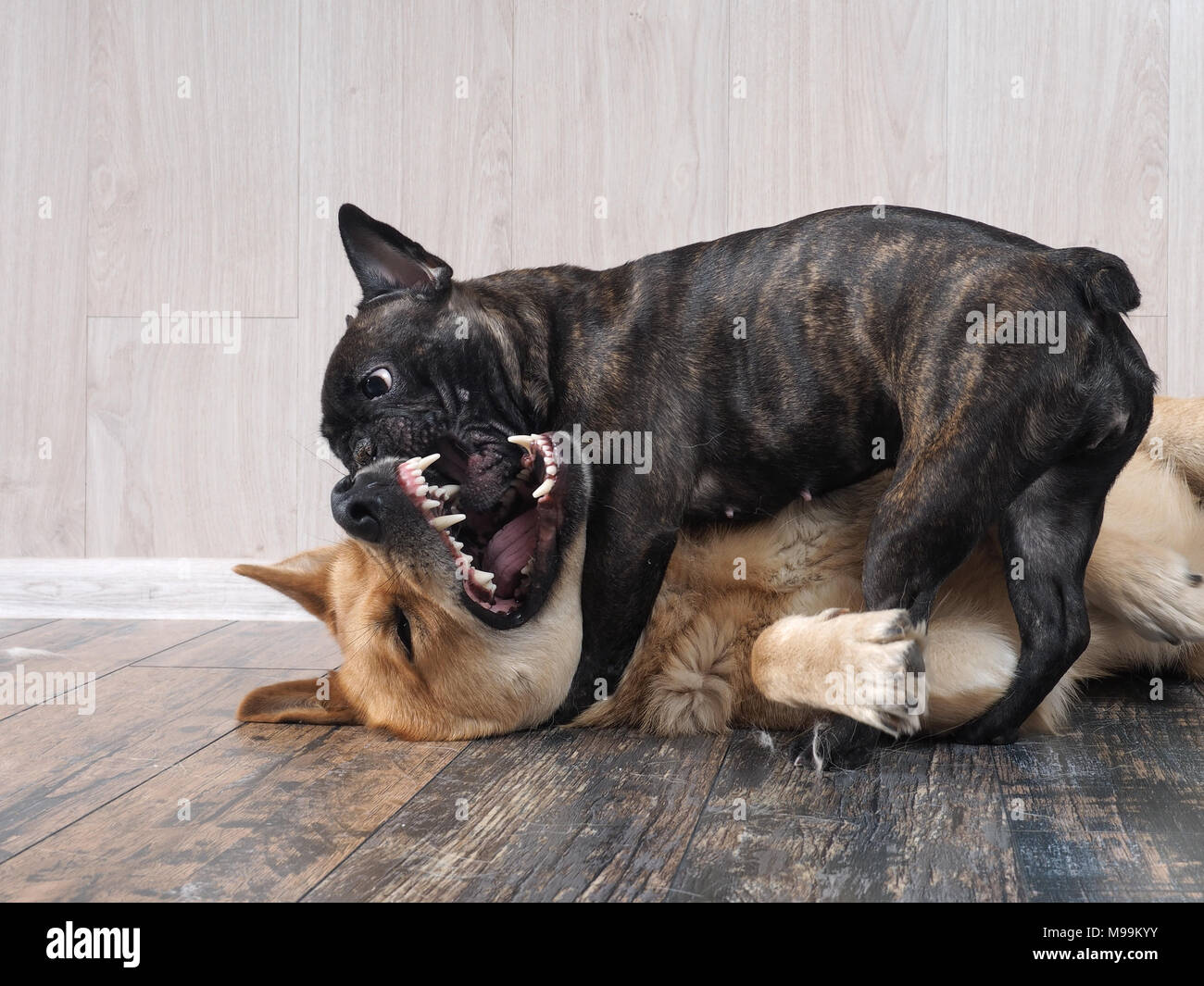 Dogs are playing. The terrible mouth of a large dog. Indoors. French