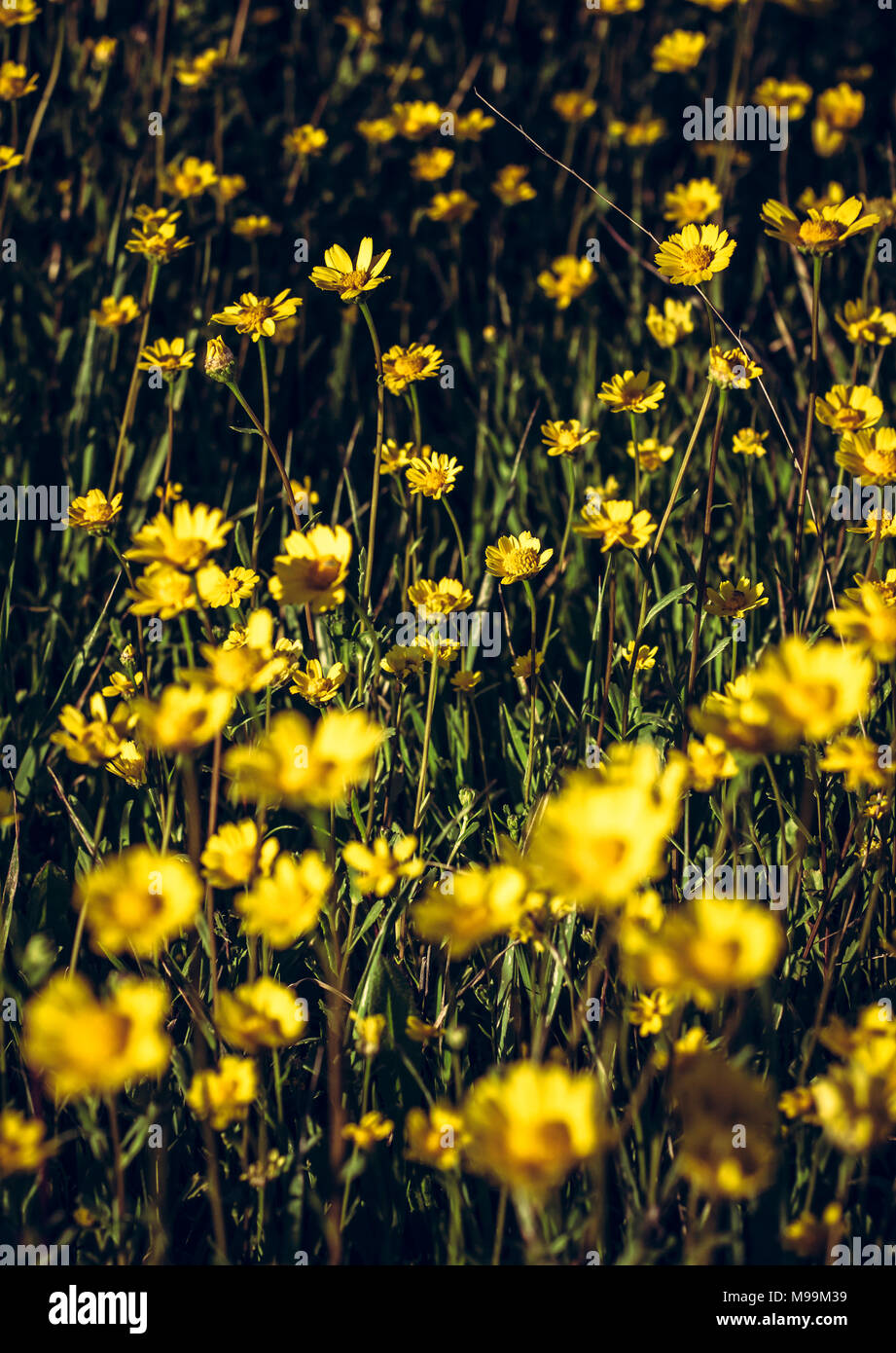 Field of yellow daisies Stock Photo Alamy