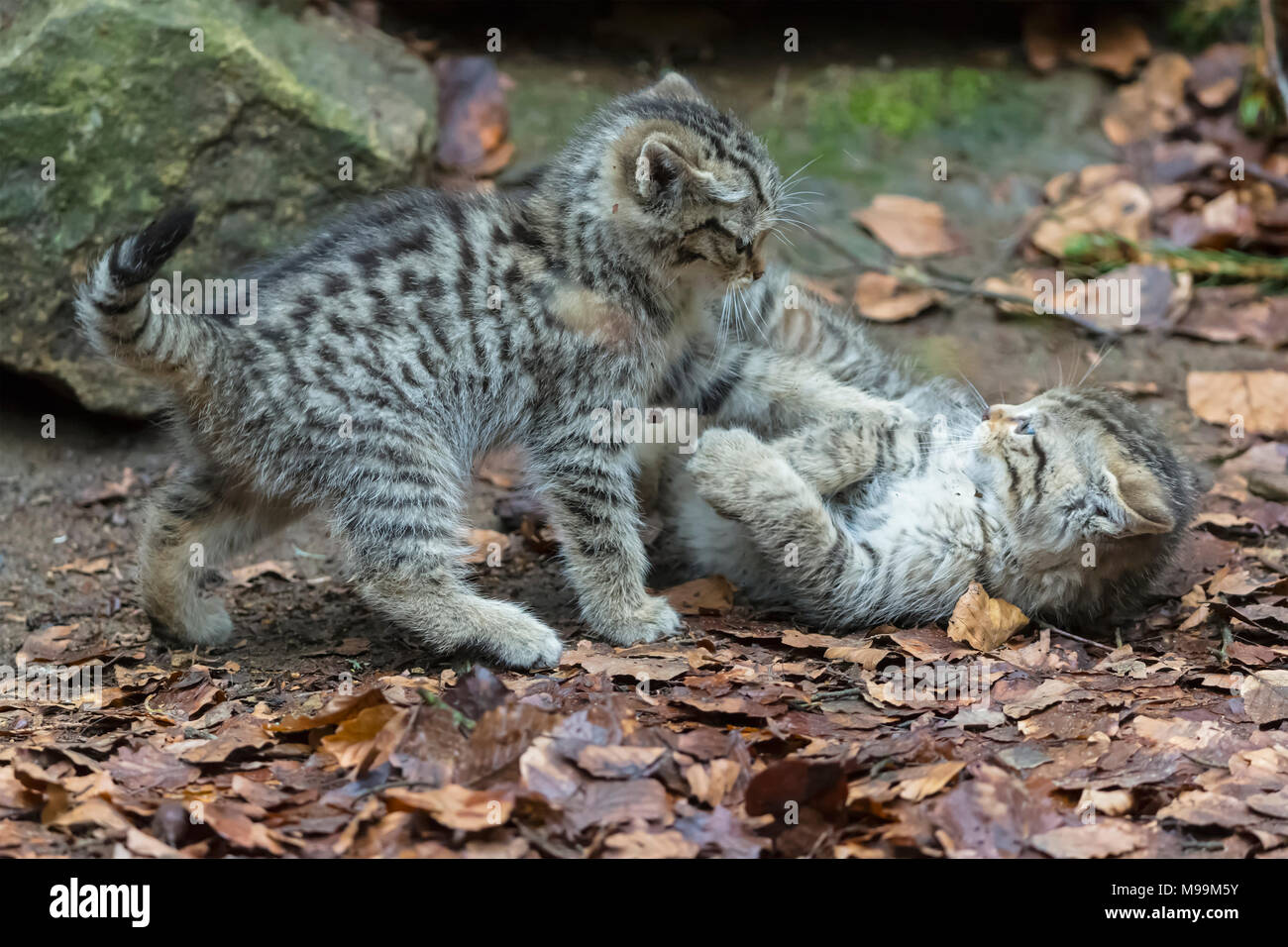Germany, Bavarian Forest National Park, animal Open-air site Neuschoenau, wild cat, Felis silvestris, young animals playing Stock Photo