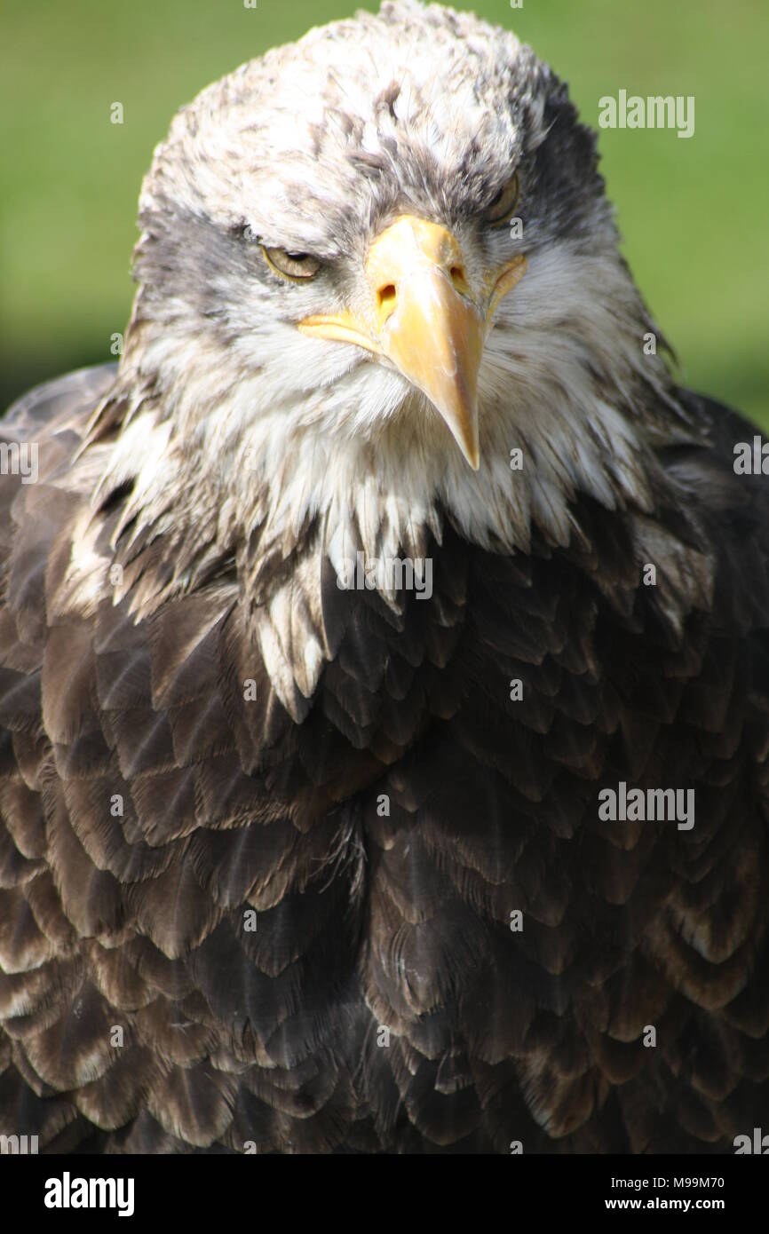 Bald Eagle looking at camera with head cocked Stock Photo